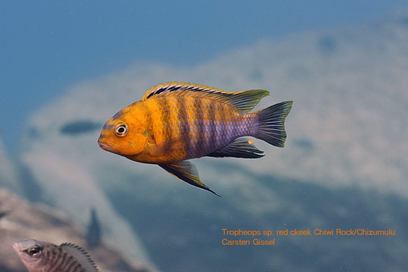 Tropheops sp. 'red cheek' Chiwi Rocks